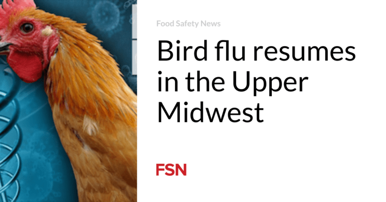 Bird Flu Is Making A Comeback In The Upper Midwest