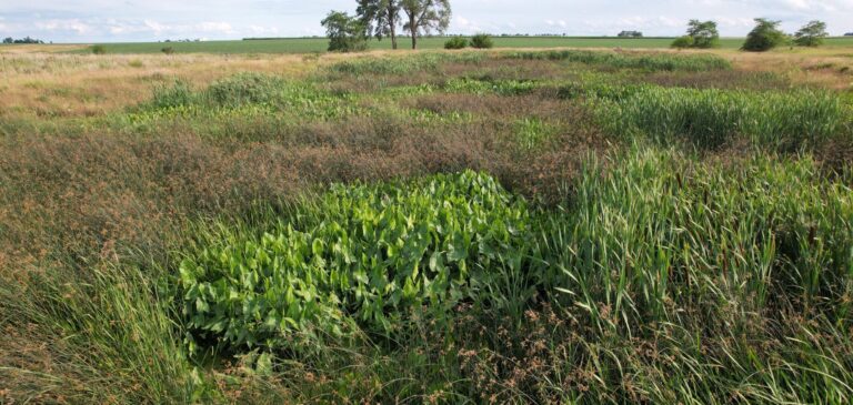 How Tiny Wetlands In The Midwest Are Fighting The Gulf