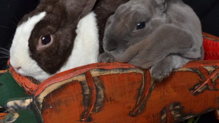 Midwest Bunfest In Columbus A Chance To Learn About Rabbits,