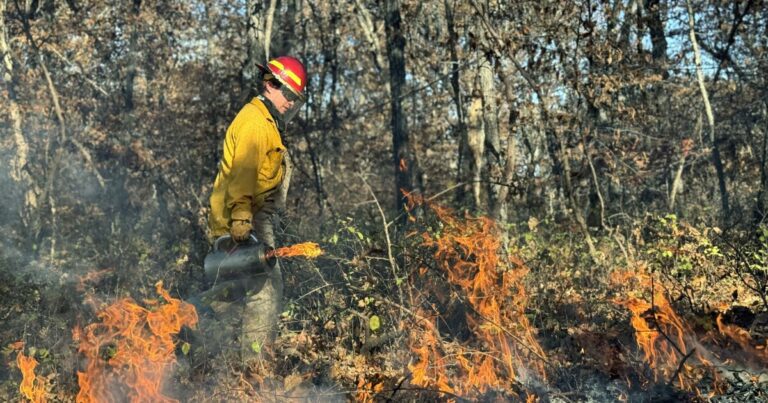 Old Growth Forests In The Midwest Are Struggling. Fire Can Help