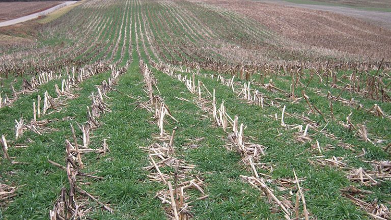 The Midwest Cover Crops Council Will Host A Conference In