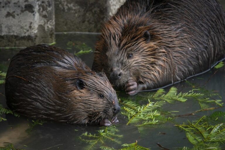 Beavers Are Needed To Restore Wetlands, Fight Climate Change