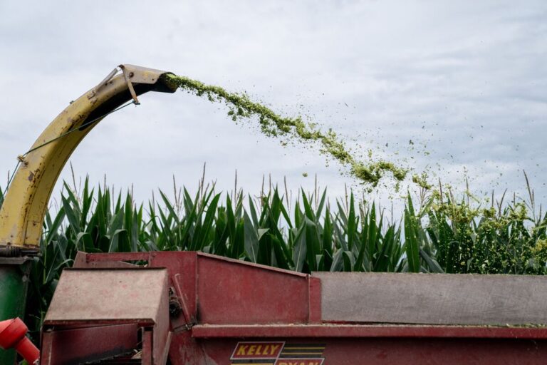 Midwest Braces For 115 Degree Heat, Renewing Crop Concerns