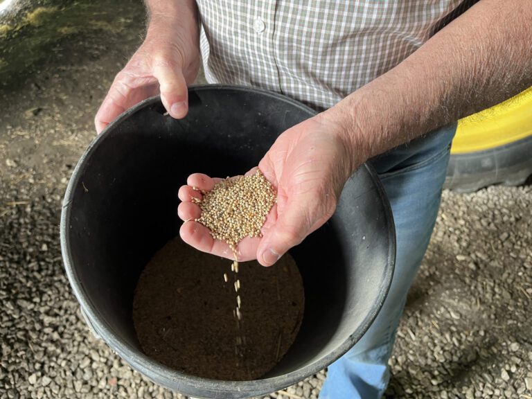 Millet — Ancient Drought Resistant Cereal — Could Help Midwest Survive