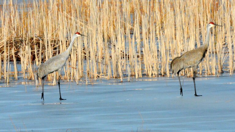 Are Early Birds A Sign Of Climate Change, Freak Weather,