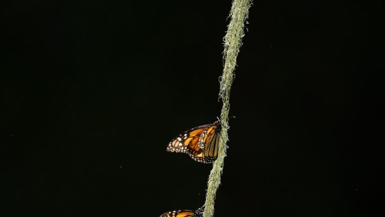 Can Monarchs Adapt To A Rapidly Changing World?