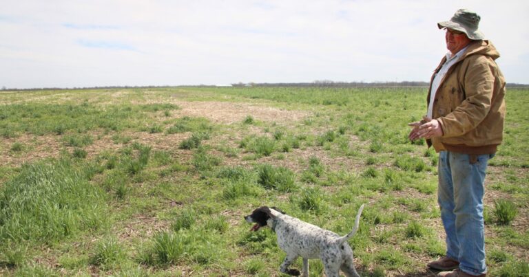 Millets — Ancient Drought Resistant Cereals — Could Help Midwestern Countries